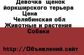 Девочка  щенок йоркширского терьера › Цена ­ 6 000 - Челябинская обл. Животные и растения » Собаки   